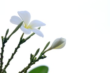 In selective focus a bouquet of sweet white plumeria flower blossom on bright sky background