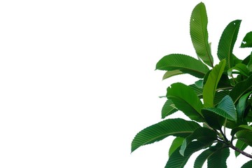 Tropical plant leaves with twigs on white isolated background for green foliage backdrop 
