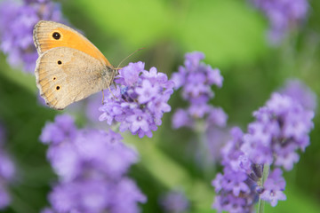 Meadow Brown fouraging on a lavender bush