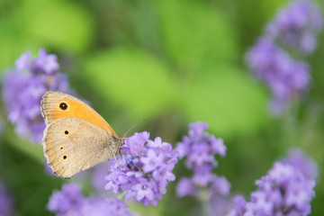 Fototapeta premium Meadow Brown fouraging on a lavender bush