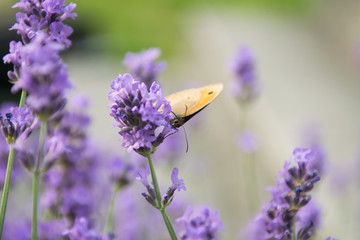 Meadow Brown fouraging on a lavender bush