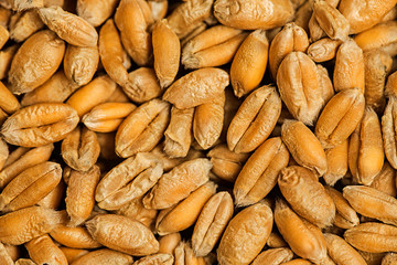 wheat grains close up - in the detail