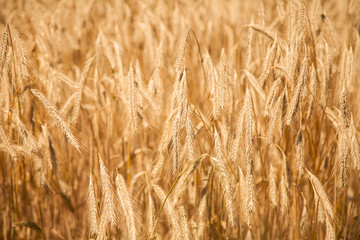 Spikes of wheat in sun rays. Grain crops in the field. Agriculture, agronomy, industry concept.