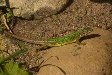 The western green lizard (Lacerta bilineata).