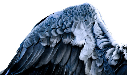 a feathers texture closeup in the detail © Vera Kuttelvaserova