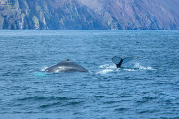 Fototapeta premium Two giant gray whales coming out of the sea in Husavik, Iceland