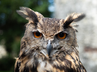 Eurasian Eagle Owl portrait