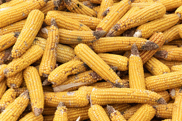 Autumn harvest of corn, close up of  whole dry sweet corn