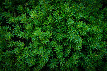 Lush fresh green sedum texture as a background