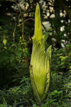 Amorphophallus Titanum, The Titan Arum.