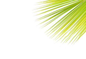 Fototapeta premium Green leaf texture white background 