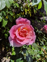 pink rose in the garden