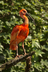 Scarlet ibis.(Eudocimus ruber) in zoo.