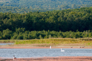 white swans with small swans on the lake