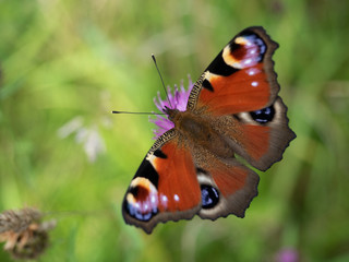 European Peacock Butterfly on meadow background