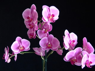 Naklejka na ściany i meble Felwet Fotography Nature Flowers Orchid pink 007