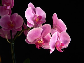 Naklejka na ściany i meble Felwet Fotography Nature Flowers Orchid pink 008