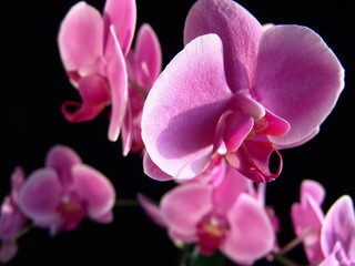 Obraz premium Felwet Fotography Nature Flowers Orchid pink 009