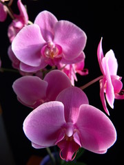 Fototapeta na wymiar Felwet Fotography Nature Flowers Orchid pink 010
