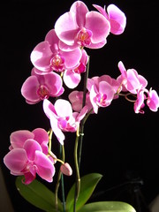 Naklejka na ściany i meble Felwet Fotography Nature Flowers Orchid pink 011