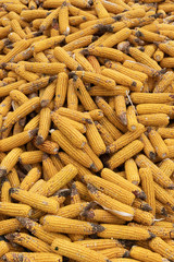 Autumn harvest of corn, close up of  whole dry sweet corn
