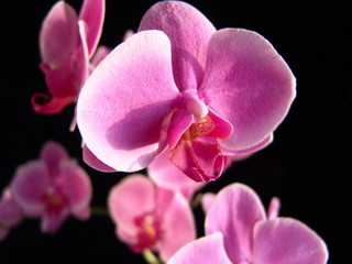 Felwet Fotography Nature Flowers Orchid pink 013