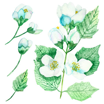 Watercolor hand painted nature set with white blossom jasmine flowers and green eucalyptus leaves and branches collection isolated on the white background