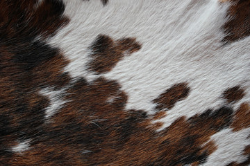 Texture Pelage Stiennon Jacques