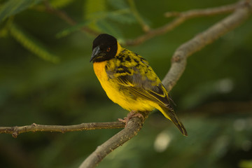 The Village Weaver (Textor cucullatus).