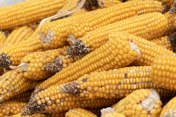 Autumn harvest of corn, close up of  whole dry sweet corn