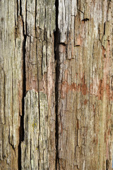 Old sea birthed wood 
