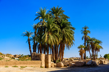 Fototapeta premium Palms on ruins of the ancient Karnak temple. Luxor, Egypt