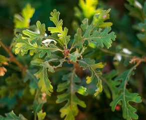 Valley oak leaf glow close up shot..