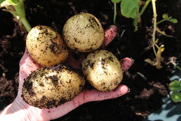 Close up of picking four estima potatoes