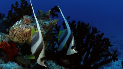 closeup of a Schooling bannerfish, Heniochus diphreutes, Maldives, Indian Ocean, slow motion