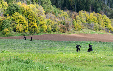 Monks are engaged in agricultural work.