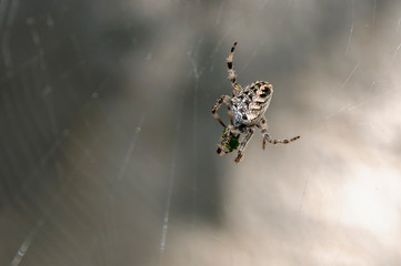 Spider on a web close up.
