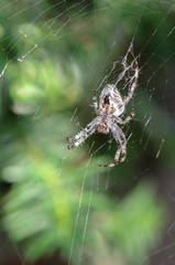 Spider on a web close up.