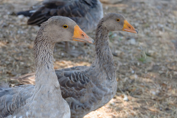 Geese walk in the shade. Close-up.