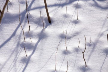 snow covered landscape closeup at edge of woods in southern maryland calvert county in winter
