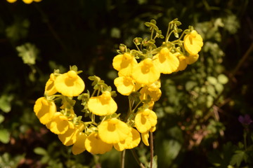 Savage yellow flowers