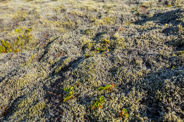 Detail of the ground with moss on the Reykjanes Skaginn peninsula