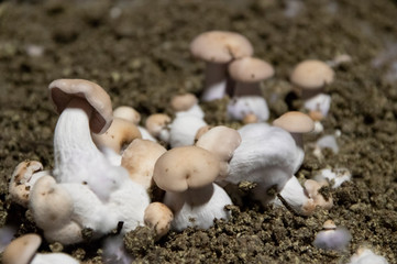 Champignons de PAris