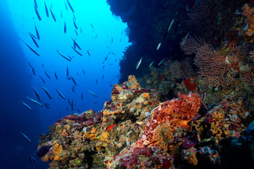 Naklejka na ściany i meble Red scorpionfish on a underwater sea cliffs