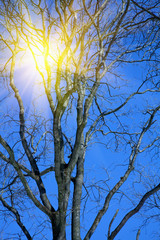 Sunny winter forest background. Beautiful nature concept.