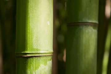 Detail close up of green bamboo trunks. Side sun light  