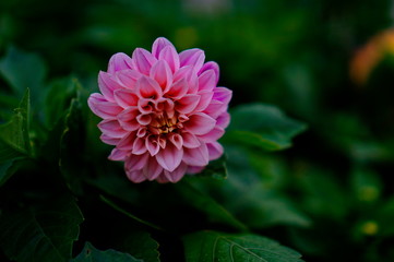 Pink Dahlia flower on a background of dark green leaves.