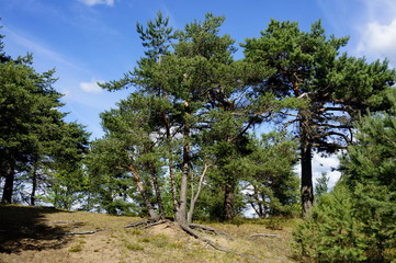 Pine trees on a sandy hill. Sunny day. Blue sky.