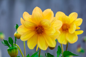 yellow dahlia flower background. Red Dahlia close up. floral background shallow dof back.