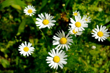 Fototapeta premium Chamomile. A flower with white petals and a yellow center. Blurred green background.